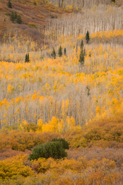 istock Fall colors on La Sal Mountains Moab Utah 1752452171