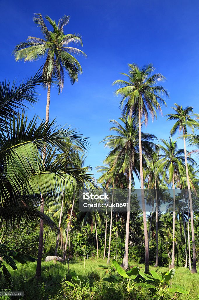 Piękny palm forest - Zbiór zdjęć royalty-free (Azja)