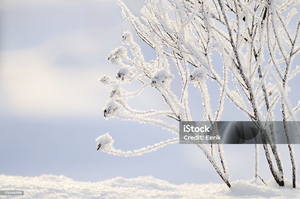 Frost bedeckt Filialen - Lizenzfrei Ast - Pflanzenbestandteil Stock-Foto