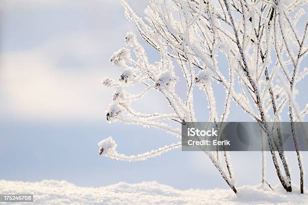 Frost Bedeckt Filialen Stockfoto und mehr Bilder von Ast - Pflanzenbestandteil - Ast - Pflanzenbestandteil, Bildschärfe, Blume