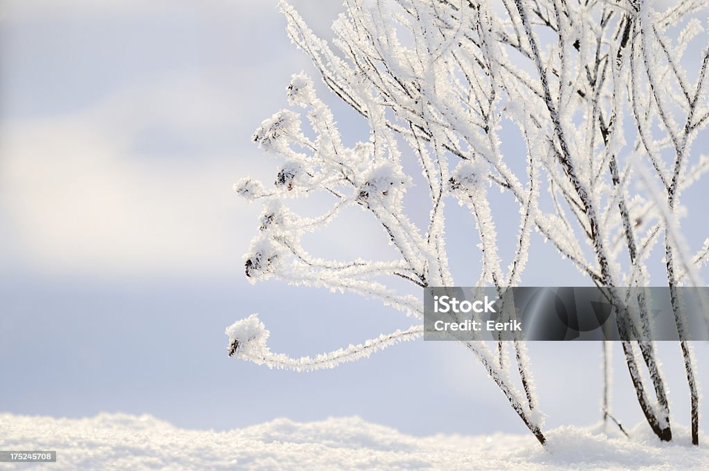 Givre couvert branches - Photo de Beauté de la nature libre de droits