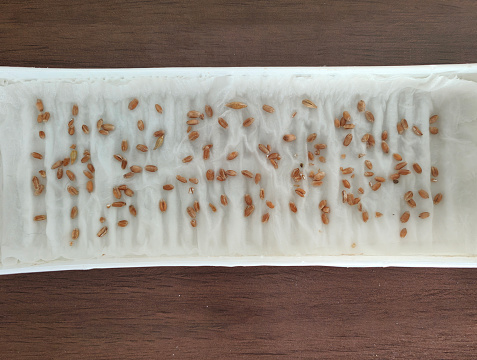 Close-up shot of wheatgrass seed above a seedling tray