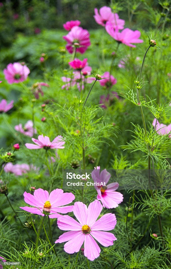 Été le jardin fleuri frontière - Photo de Angleterre libre de droits