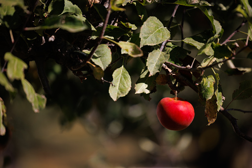 Ripe bright red apple hangs on a tree soaking up the California sun