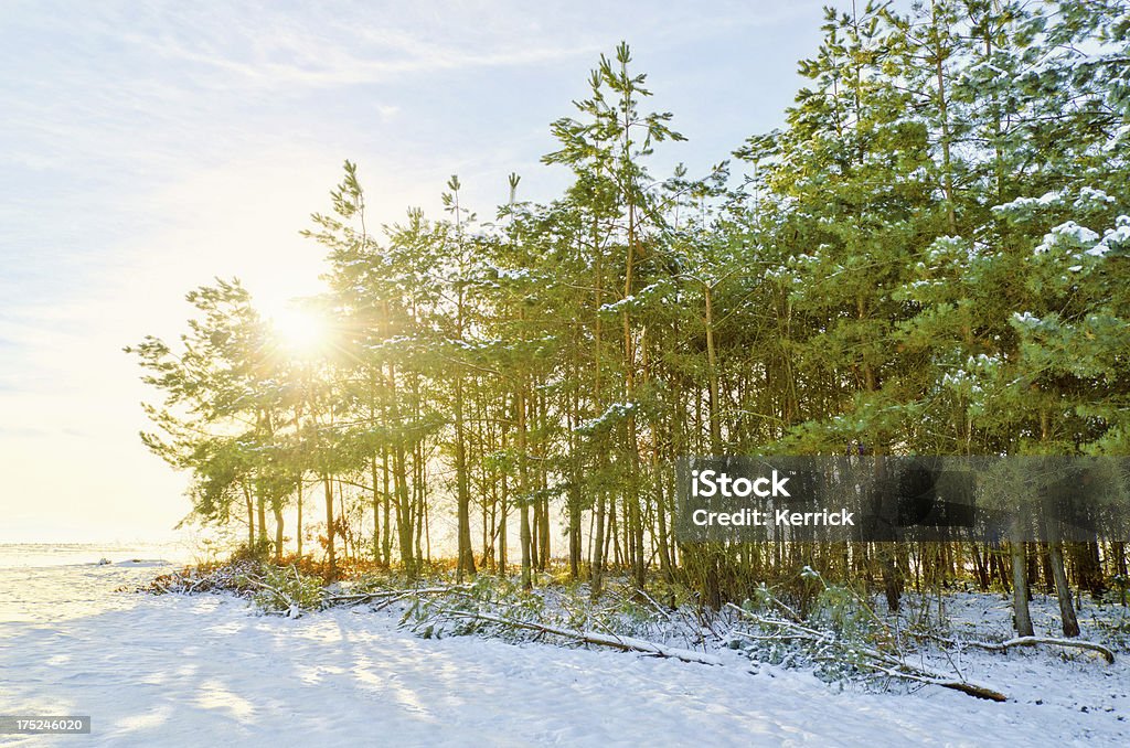 Junge pine forest im winter sun - Lizenzfrei Ast - Pflanzenbestandteil Stock-Foto