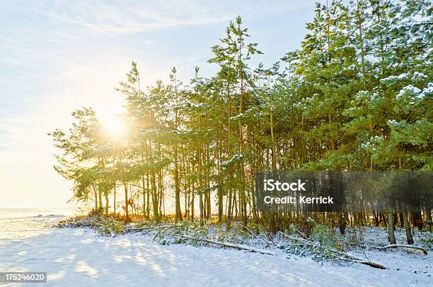 Junge Pine Forest Im Winter Sun Stockfoto und mehr Bilder von Ast - Pflanzenbestandteil - Ast - Pflanzenbestandteil, Baum, Bunt - Farbton