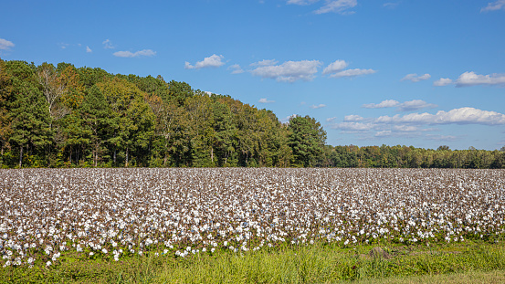 Fluffy white balls of cotton plants sitting in a large field waiting to be harvest.