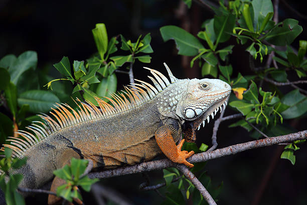 maschio iguana verde - claw rainforest outdoors close up foto e immagini stock