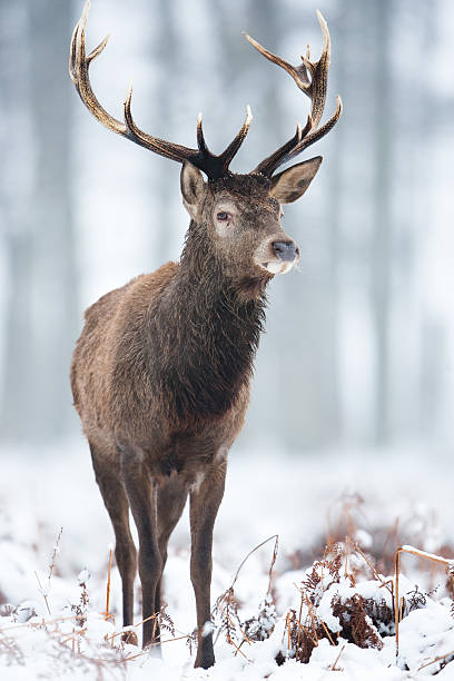 cervo na neve - red deer animal mammal wildlife imagens e fotografias de stock