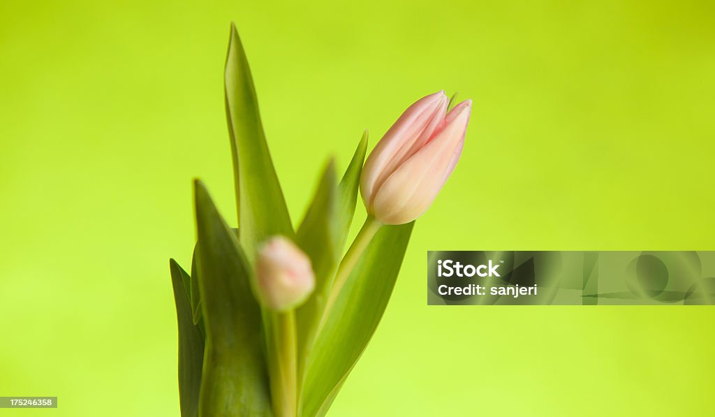 bouquet de tulipes - Photo de Anniversaire libre de droits