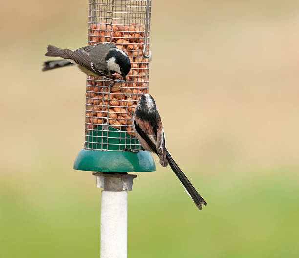 Coal_Tit, Periparus ater, and Long-tailed Tit, Aegithalos caudatus