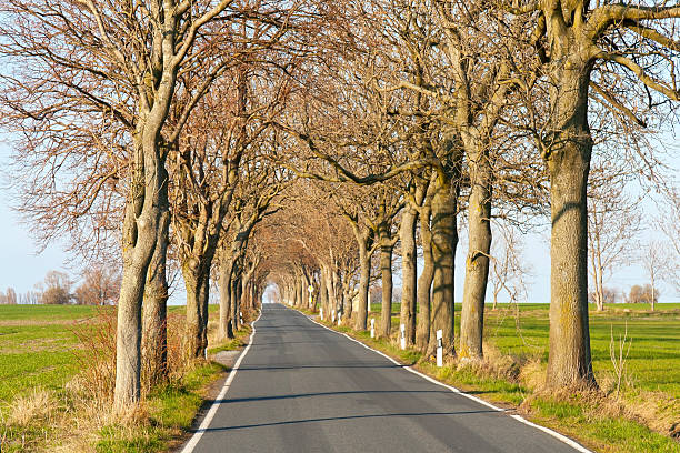 típica avenida de árvores de mecklenburg-vorpommern - baumreihe imagens e fotografias de stock