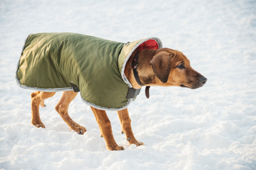 Stalking young rhodesian puppy playing outside after the snow storm in Helsinki, Finland.