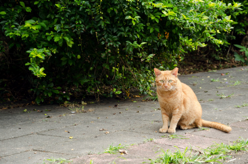 Undomesticated cat in city.