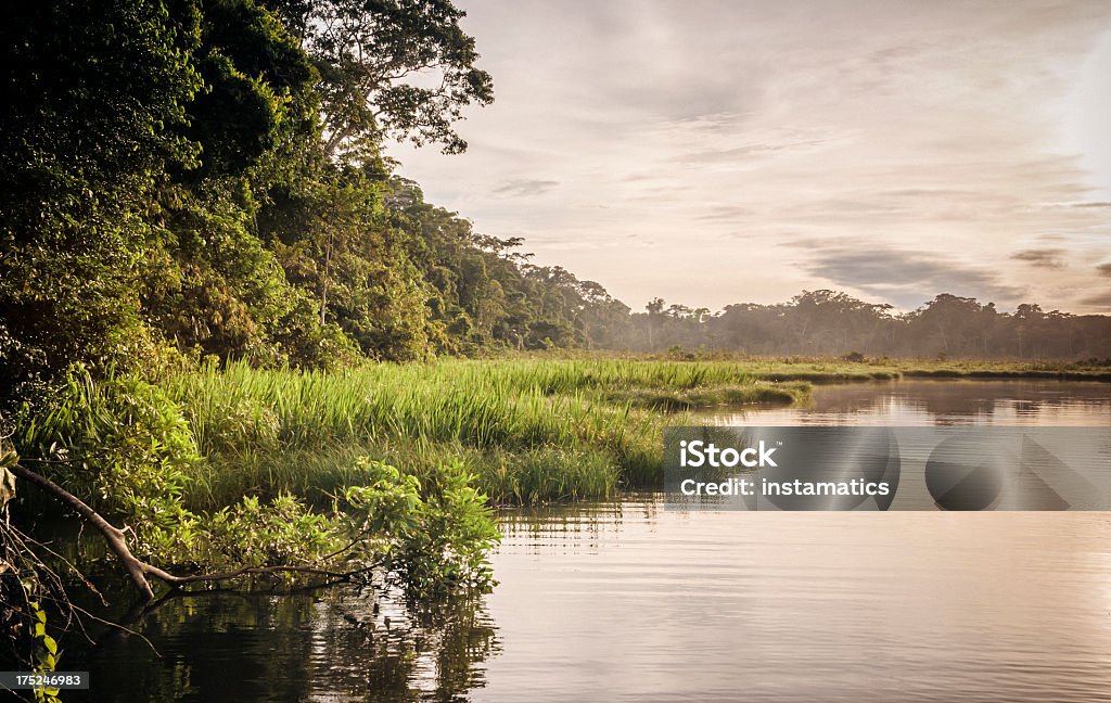 Regenwald in Peru - Lizenzfrei Amazonien Stock-Foto