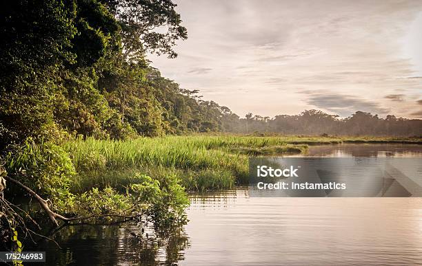 Regenwald In Peru Stockfoto und mehr Bilder von Amazonien - Amazonien, Peruanisches Amazonasgebiet, Amazonas-Region