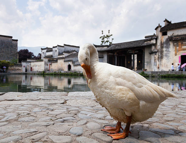 Goose in Ancient Chinese village, China