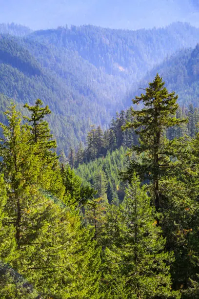 Views from the mountain biking trails in Oakridge, Oregon