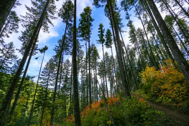 Views from the mountain biking trails in Oakridge, Oregon