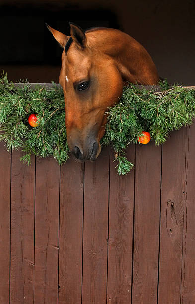 weihnachten horse - pferdeäpfel stock-fotos und bilder