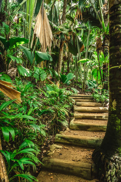 istock Steps in the jungle in Praslin island 1752475018