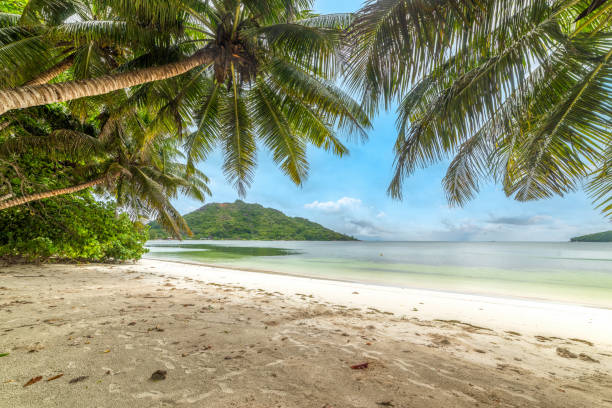 istock Palm trees by the sea in Anse Madge beach 1752475874