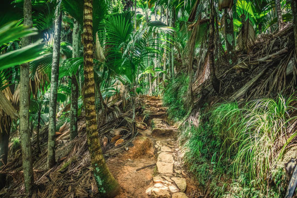 istock Stone steps in the forest in Vallee de Mai 1752476466