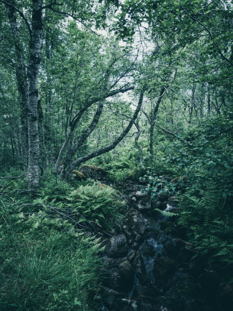 Tranquil scene of a green woodland in an old-growth forest.