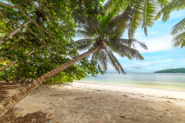 istock Palm trees and white sand in Anse Madge beach 1752481012