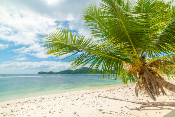 istock Palm tree by the sea in Baie Lazare beach 1752482513
