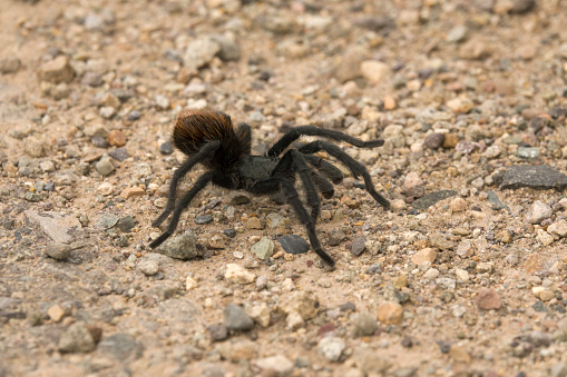 Walking across gravel, a wild and brown Oklahoma tarantula, also known as a Texas brown tarantula crosses a road near Naturita in southwest Colorado.