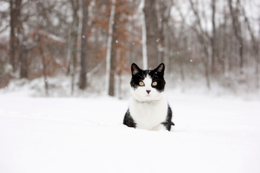 Black and white cat in snow storm