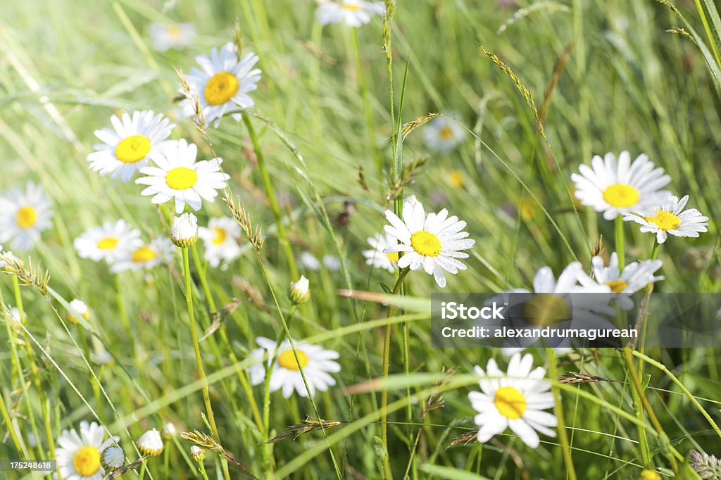 Wild Gänseblümchen im Feld - Lizenzfrei Bildhintergrund Stock-Foto