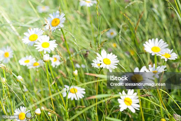 Wild Gänseblümchen Im Feld Stockfoto und mehr Bilder von Bildhintergrund - Bildhintergrund, Blume, Blüte