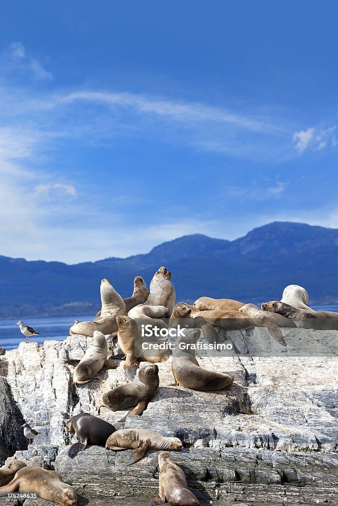 Argentina Ushuaia sea lions on island at Beagle Channel  Ushuaia Stock Photo