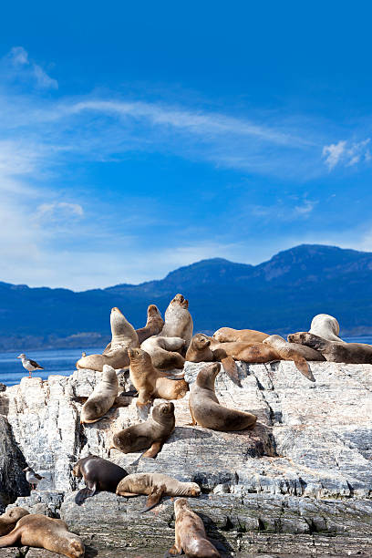 Argentina Ushuaia sea lions on island at Beagle Channel  beagle channel stock pictures, royalty-free photos & images