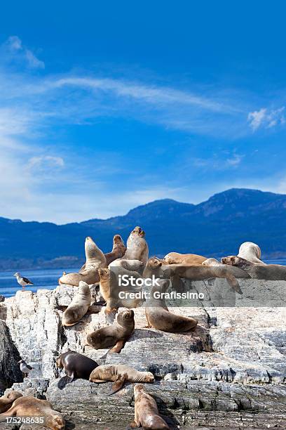 Argentina Ushuaia Sea Lions On Island At Beagle Channel Stock Photo - Download Image Now
