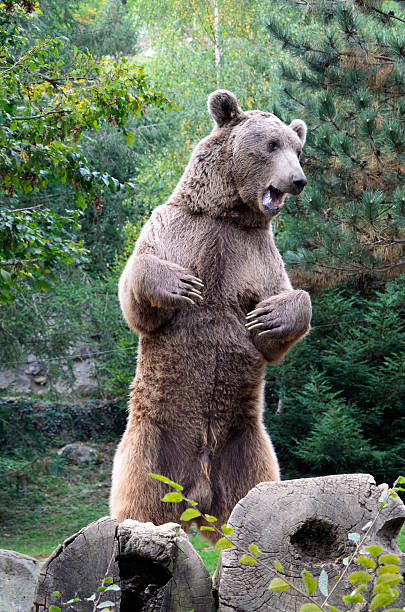 Urso pardo na floresta - fotografia de stock