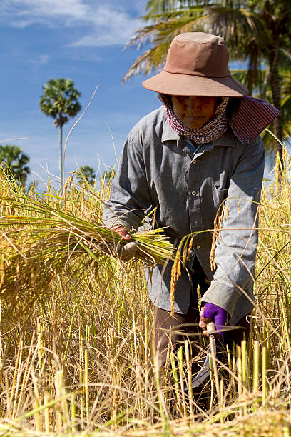 istock Matured woman harvesting the rice paddy 175248702