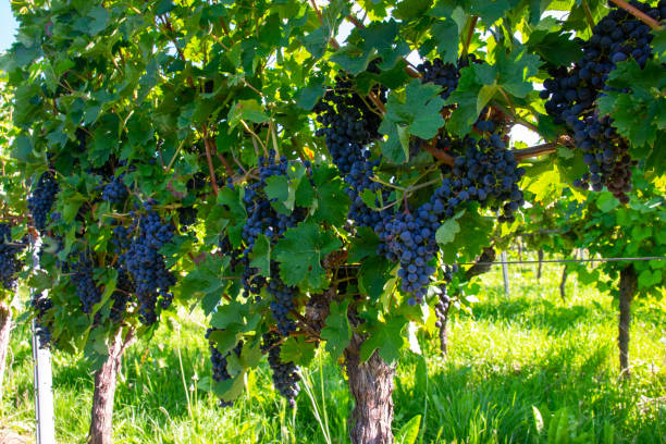 istock Large bunches of red wine grapes in vineyard. 1752487631