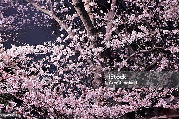 Sakura W Nocy - zdjęcia stockowe i więcej obrazów Bez ludzi - Bez ludzi, Beztroski, Drzewo