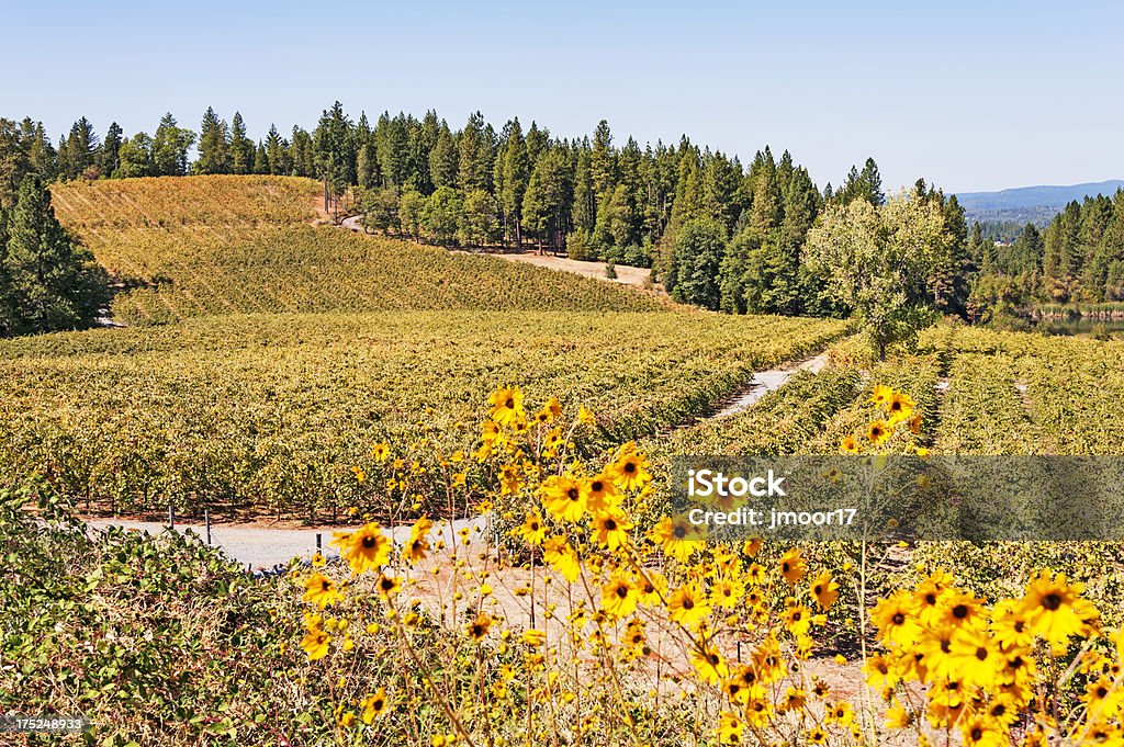 Vineyard Eldorado County - Foto de stock de California libre de derechos