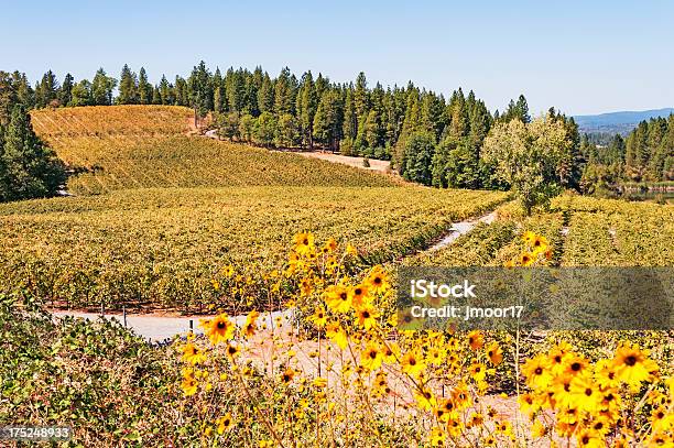 Vineyard エルドラド郡 - カリフォルニア州のストックフォトや画像を多数ご用意 - カリフォルニア州, 丘, アウトフォーカス