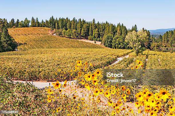 Foto de Vinhedo Eldorado County e mais fotos de stock de Califórnia - Califórnia, Colina, Distante