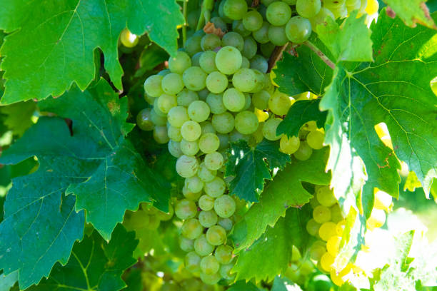 istock Large bunches of red wine grapes in vineyard. 1752489352