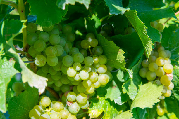 istock Large bunches of red wine grapes in vineyard. 1752489926