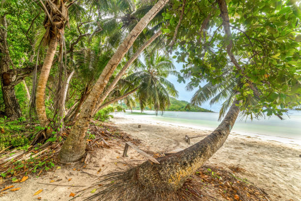 istock Palms by the sea in Anse Madge beach 1752490501