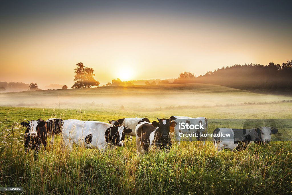 Cows and Sunset - Foggy Rolling Landscape Cows and Sunset - Foggy Rolling Landscape - XXXL 21 Mpix HDR image Domestic Cattle Stock Photo