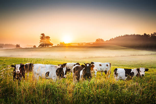 Cows and Sunset - Foggy Rolling Landscape stock photo