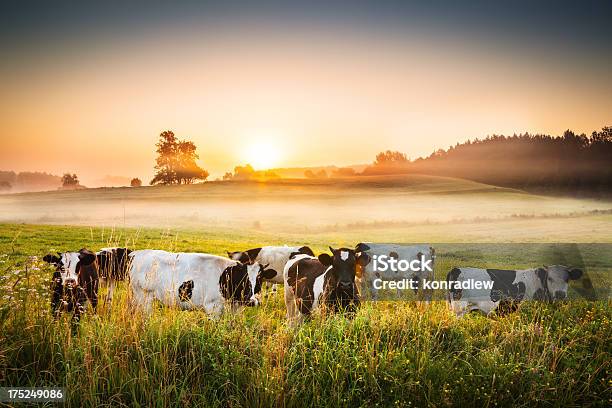 Cows And Sunset Foggy Rolling Landscape Stock Photo - Download Image Now - Domestic Cattle, Cow, Agricultural Field